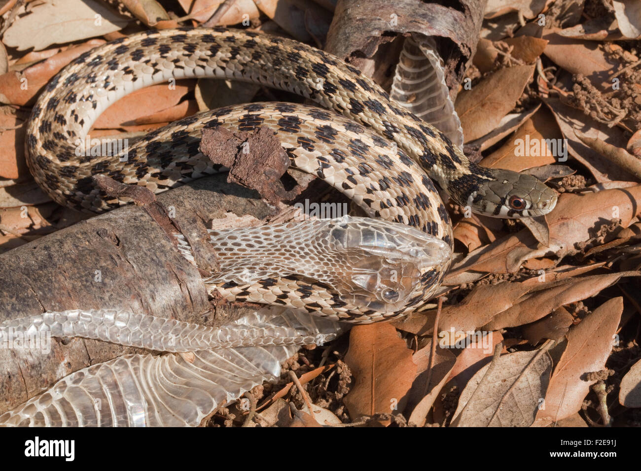 Karierte Garter Snake (Thamnophis Marcianus Marcianus). Häutung. Verwendung von hohlen Baum äußeren Rinde abziehen, entfernen, alte Haut. Stockfoto