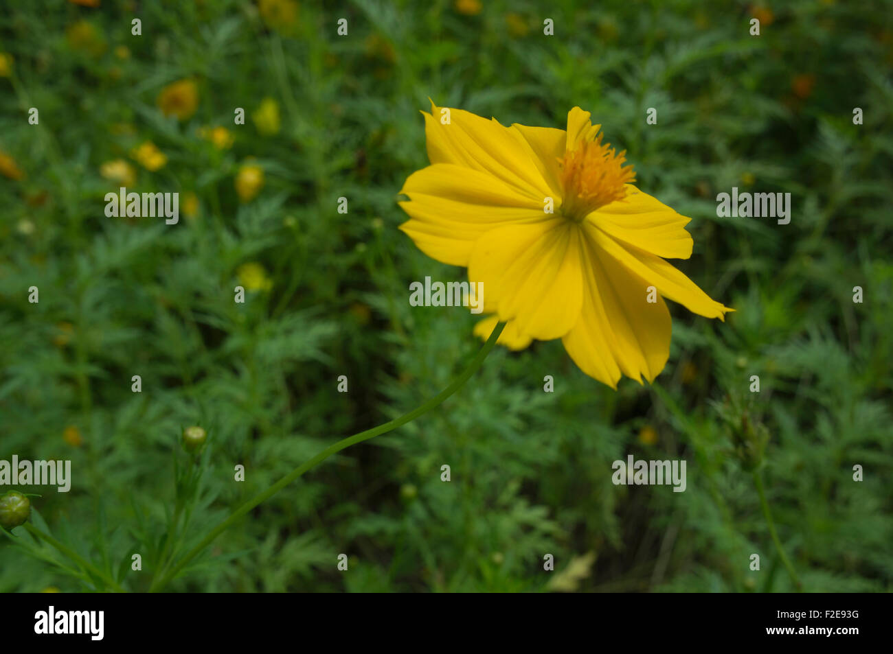 Floral Blume gemustert blumige frische Stockfoto