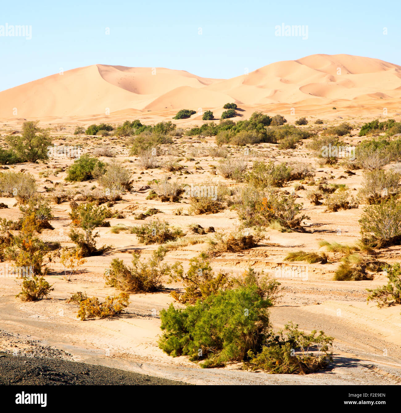 alten Fossil in der Wüste von Marokko Sahara und Rock Stein Himmel Stockfoto