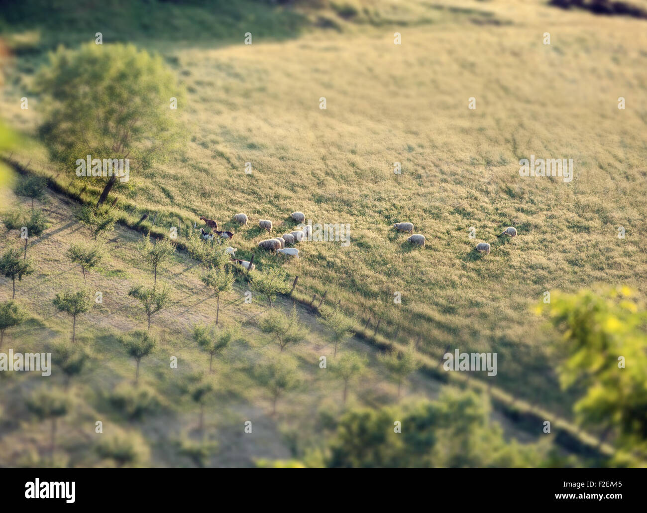 Schafherde in einem toskanischen Hügel mit Tilt-Shift-Effekt. Stockfoto