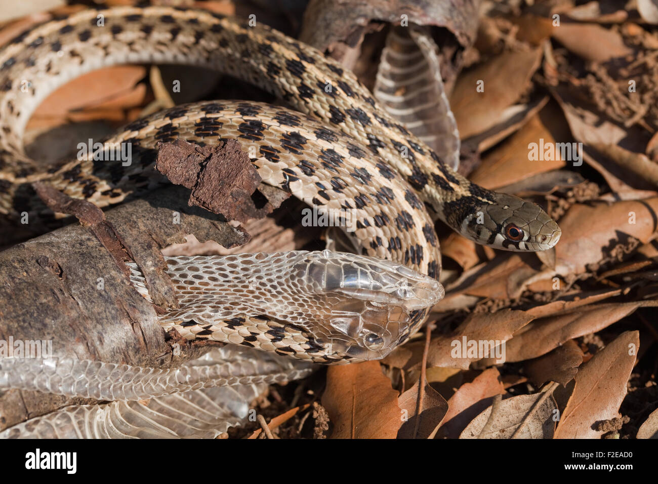 Karierte Garter Snake (Thamnophis Marcianus Marcianus). Häutung. Verwenden einen Ast, um aktuelle epidermale Haut zu entfernen. Stockfoto