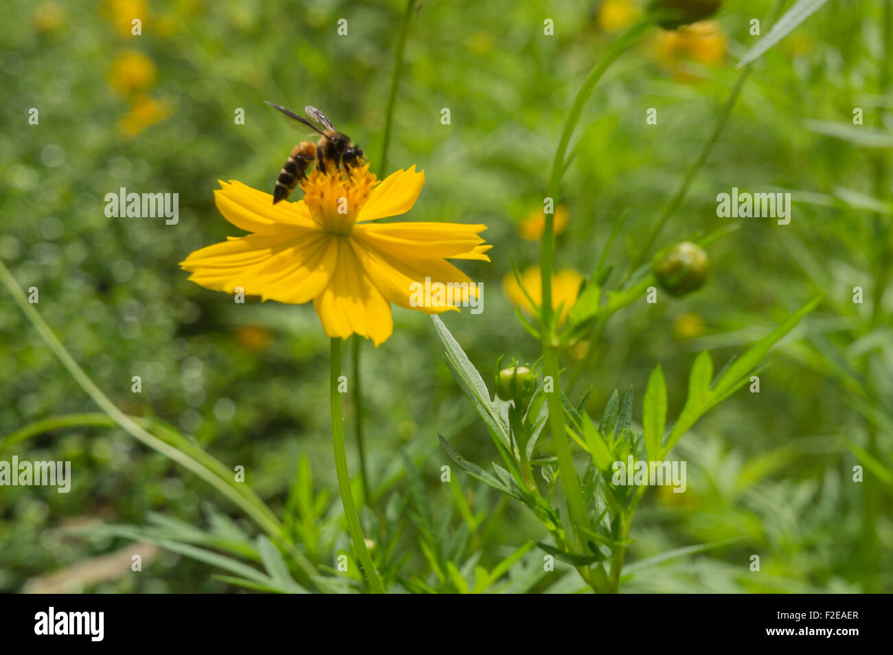 Floral Blume gemustert blumige frische Stockfoto