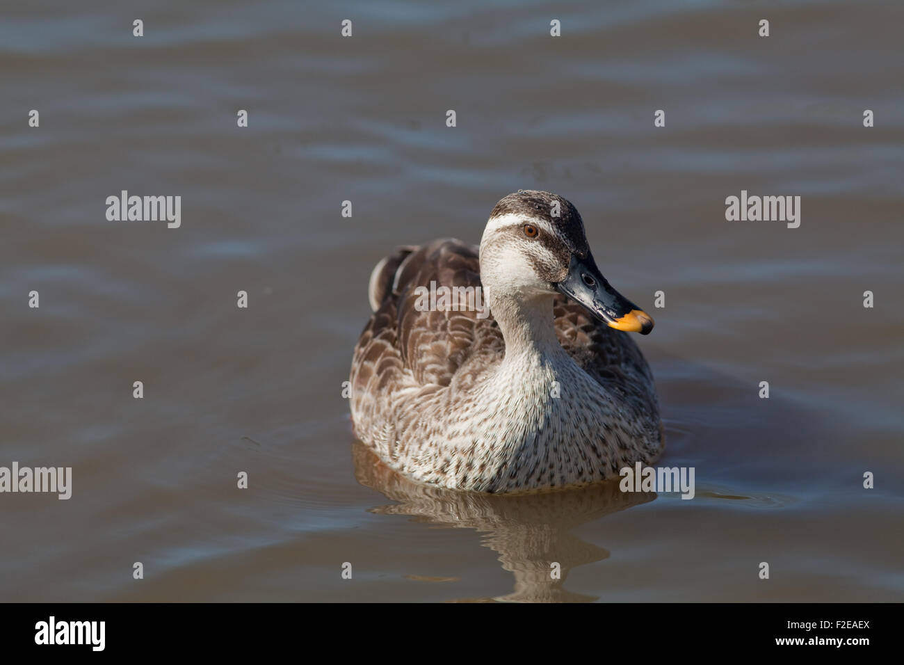 Ost- oder chinesisches Spotbill (Anas Paecilorhyncha Zonorhyncha). Unterarten. wandernde Süßwasser Dümpelfried Duck. Stockfoto