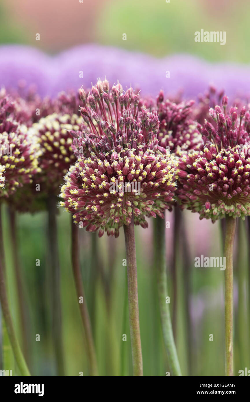 Allium Amethystinum "Red Mohikaner". Ornamentale blühende Zwiebeln in einer Blume Stockfoto
