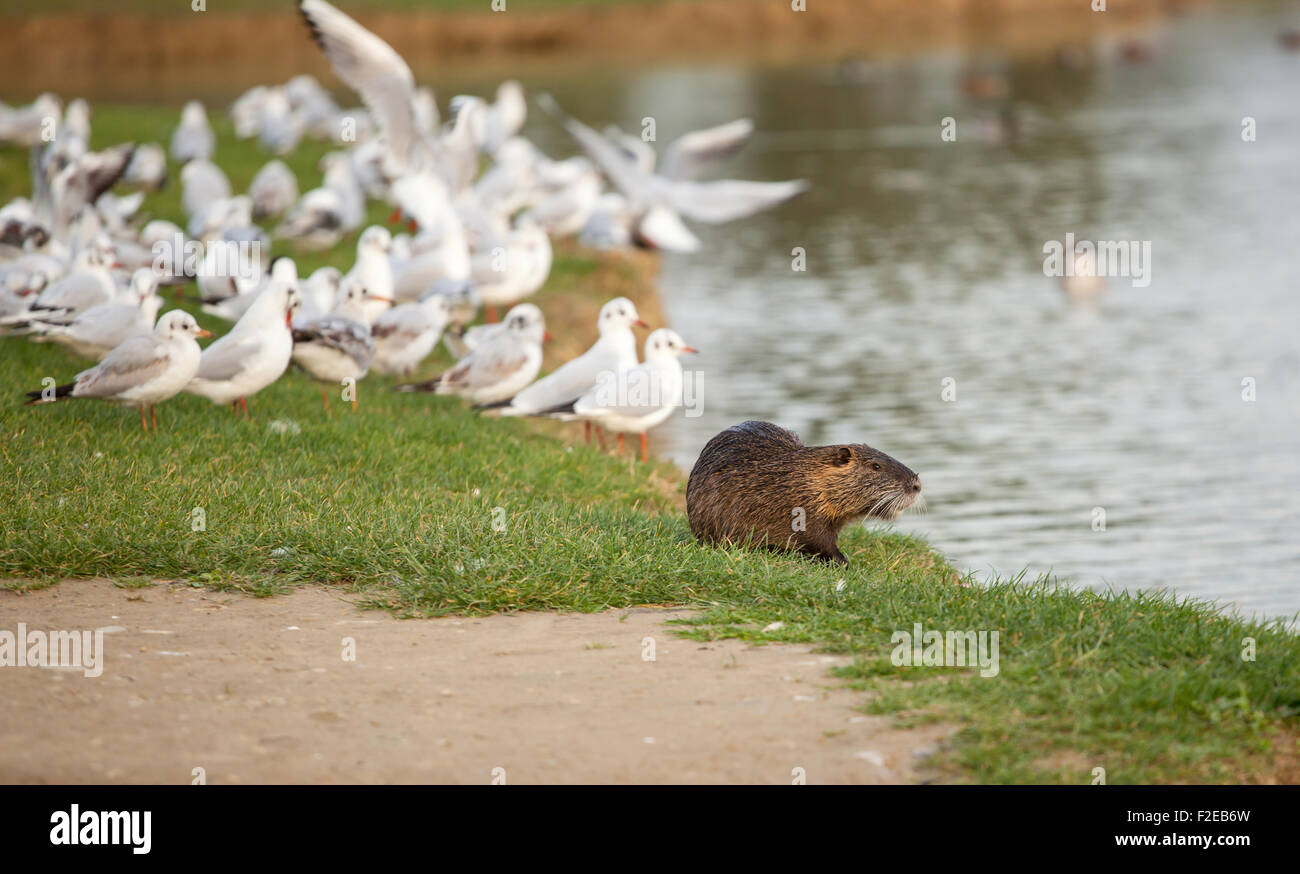 Nahaufnahme von Nutrias mit Seaulls in Serravalle Park in Empoli Stockfoto