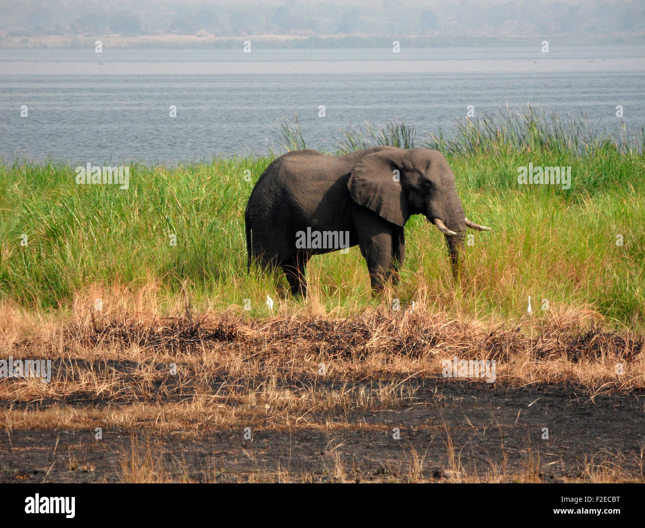 Elefant bin Nil, Queen Elizabeth National Park, Uganda. Stockfoto