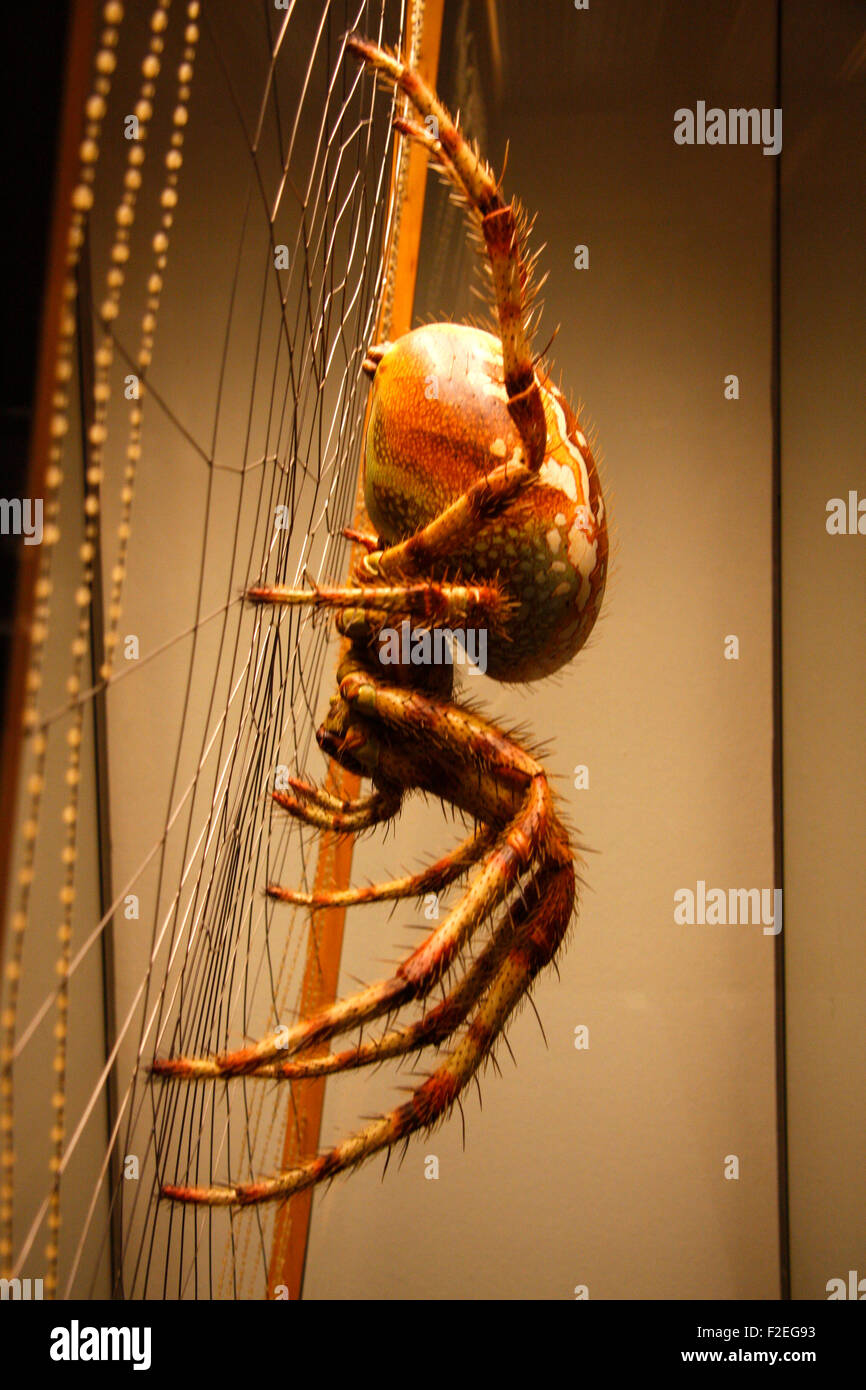 Ein Modell Eines Kreuzspinnen-Weibchens - veranstalten Im Naturhistorischen Museum, Berlin-Mitte. Stockfoto