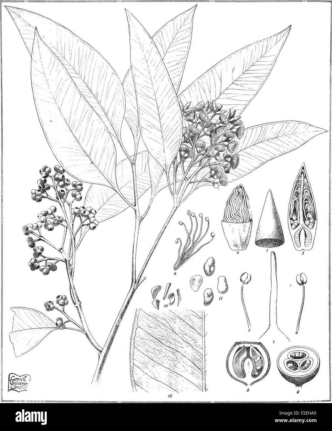 Eukalyptus Eucalyptus Howittiana aus Eucalyptographia. Eine beschreibende Atlas der Eukalypten Australiens und den angrenzenden Inseln; (1879) Stockfoto