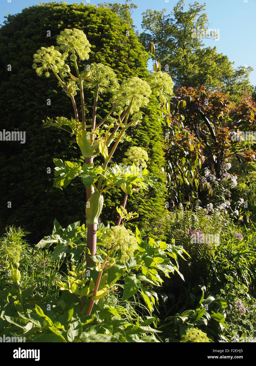 Angelica auf gigantica Chenies Manor Garden; hohe architektonische Anlage, Funkien, krautige Pflanzen im Frühsommer Sonnenschein, Hochformat. Stockfoto