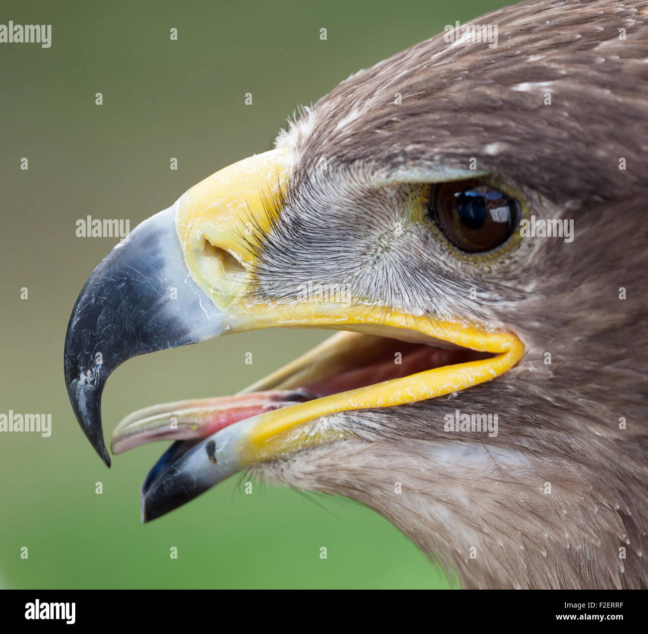 Nahaufnahme des Kopfes von einem goldenen Adler Stockfoto