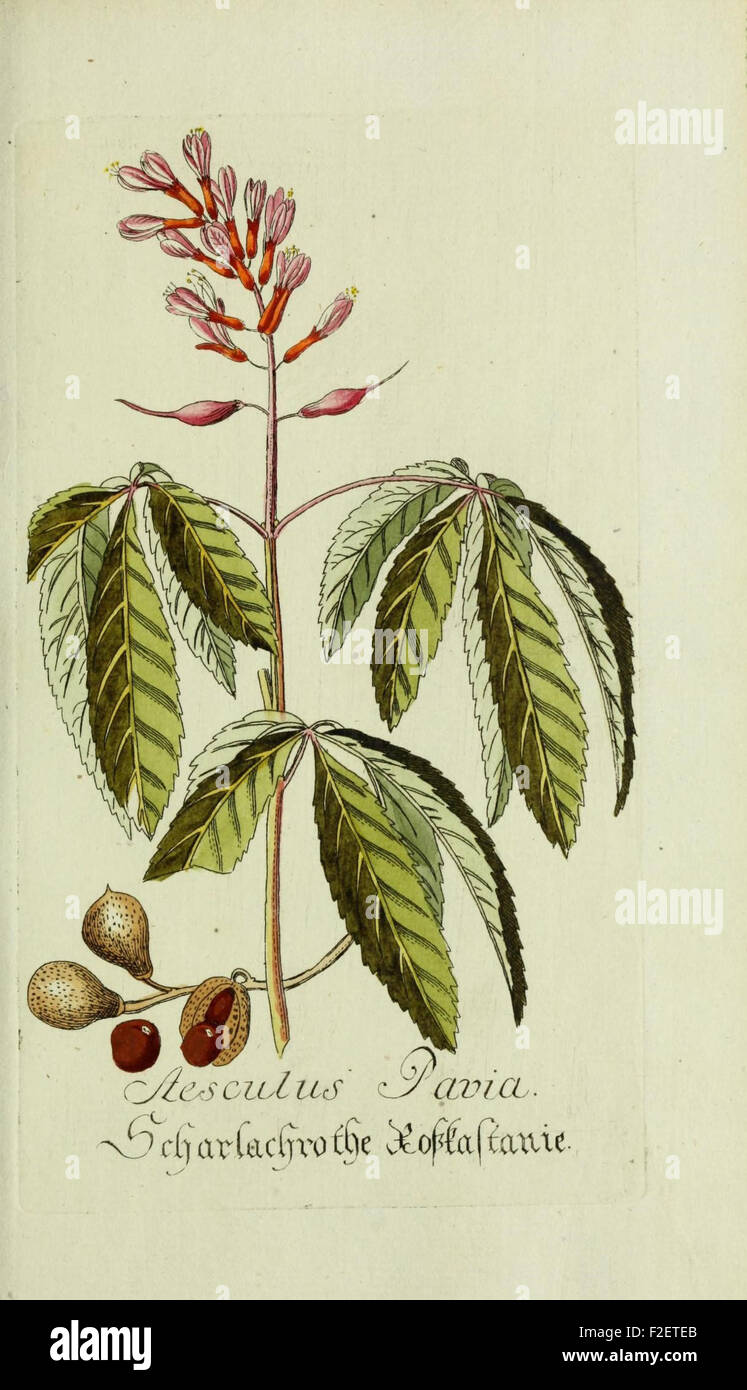 Plantarum Indigenarum et Exoticarum Bauerhäusern Ad Vivum Coloratae