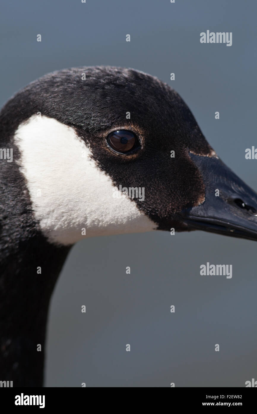 Kanadagans (Branta Canadensis). Nahaufnahme des Kopfes zeigt markante weiße "" Kinnriemen. Stockfoto