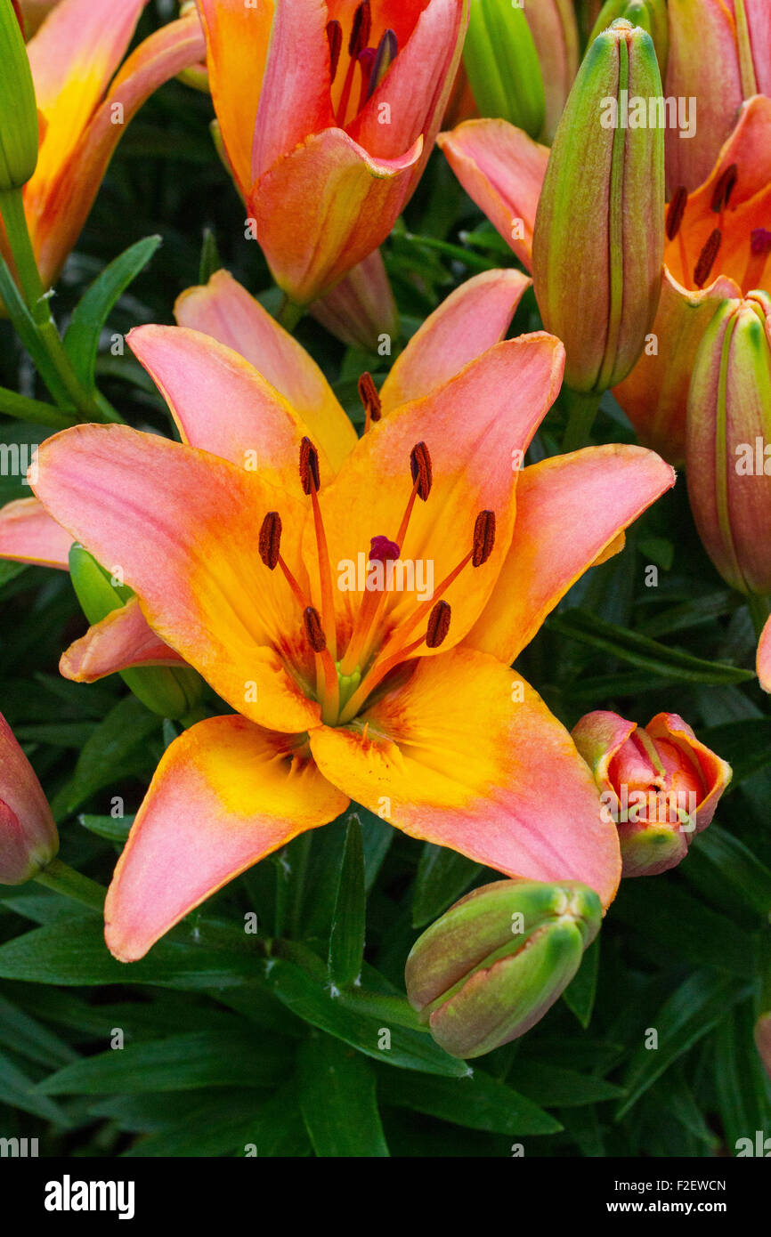 Lillies Stockfoto