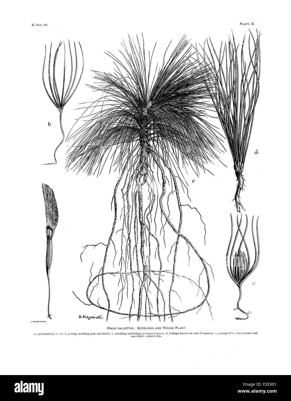 Dieser Bericht aus dem Jahr 1899 beschreibt die forstwirtschaftlichen Untersuchungen, die das US-Landwirtschaftsministerium von 1877 bis 1898 durchgeführt hat, und bietet einen Überblick über die Waldbewirtschaftung und -Forschung. Stockfoto