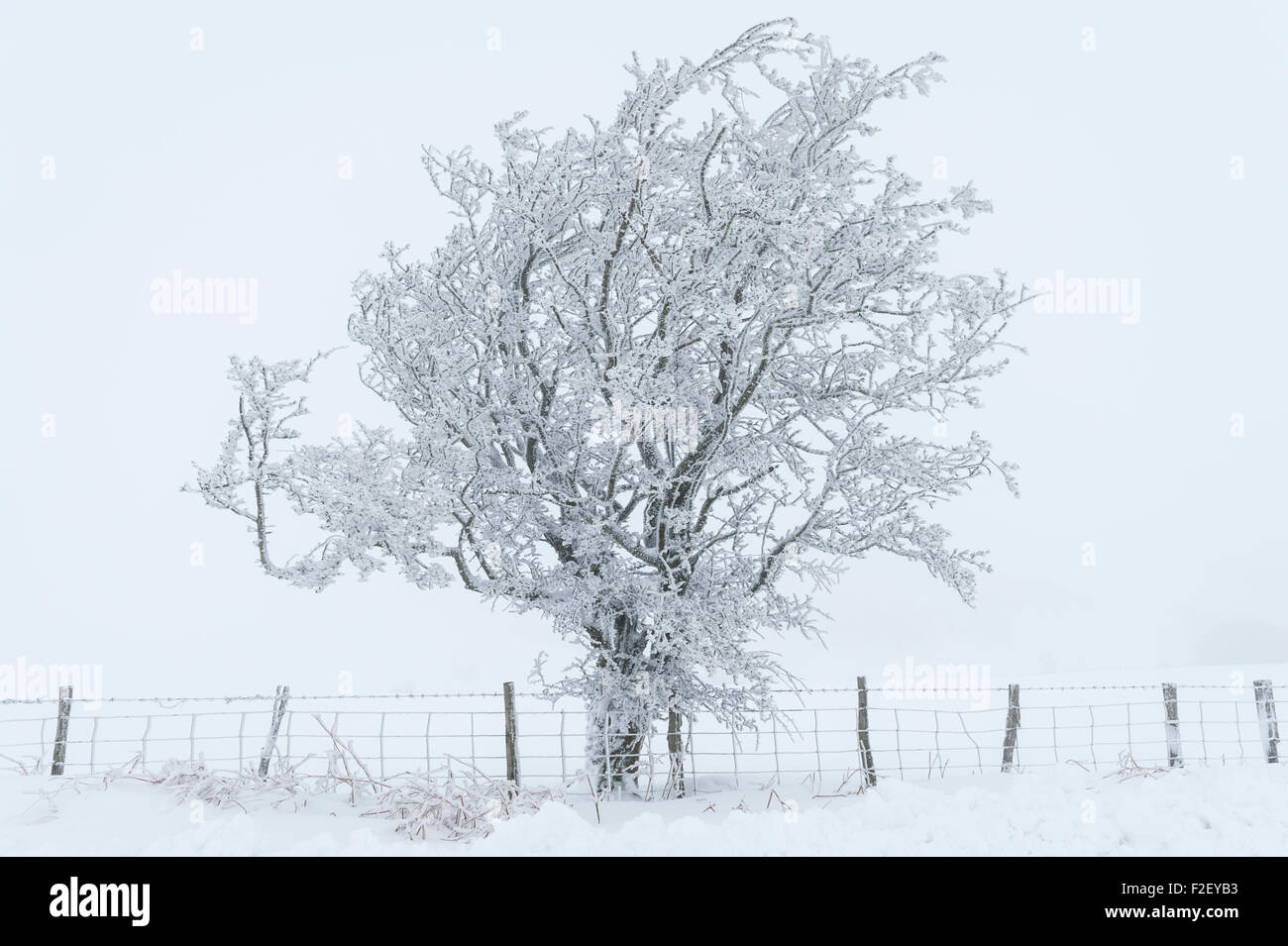 Schneebedeckte Bäume in mitten im Winter auf Stonewall Hügel (nahe Knighton) an der Grenze zwischen Herefordshire und Wales (Powys) Stockfoto