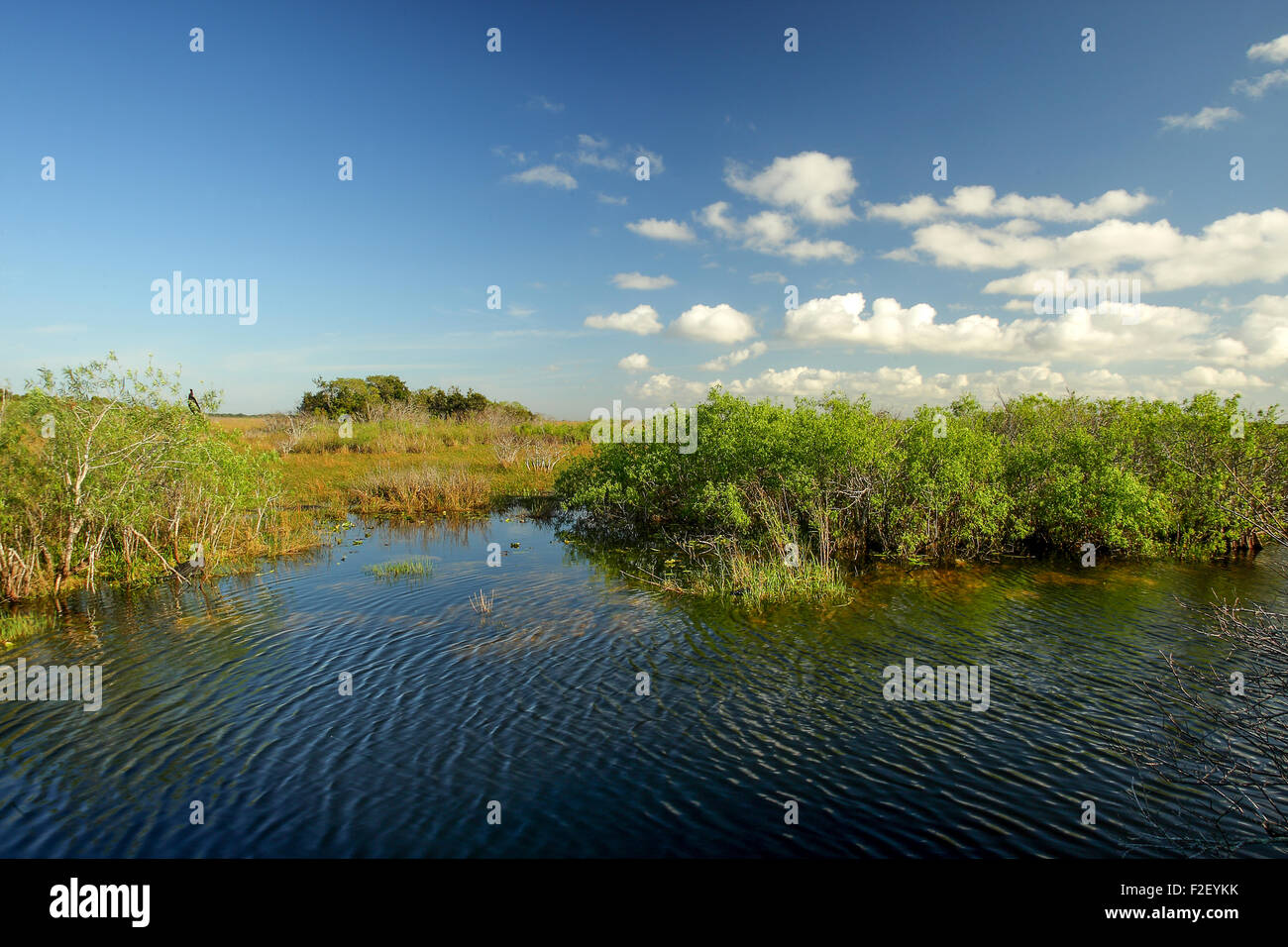 Amerika Usa Florida Everglades Nationalpark Mangroven Stockfoto