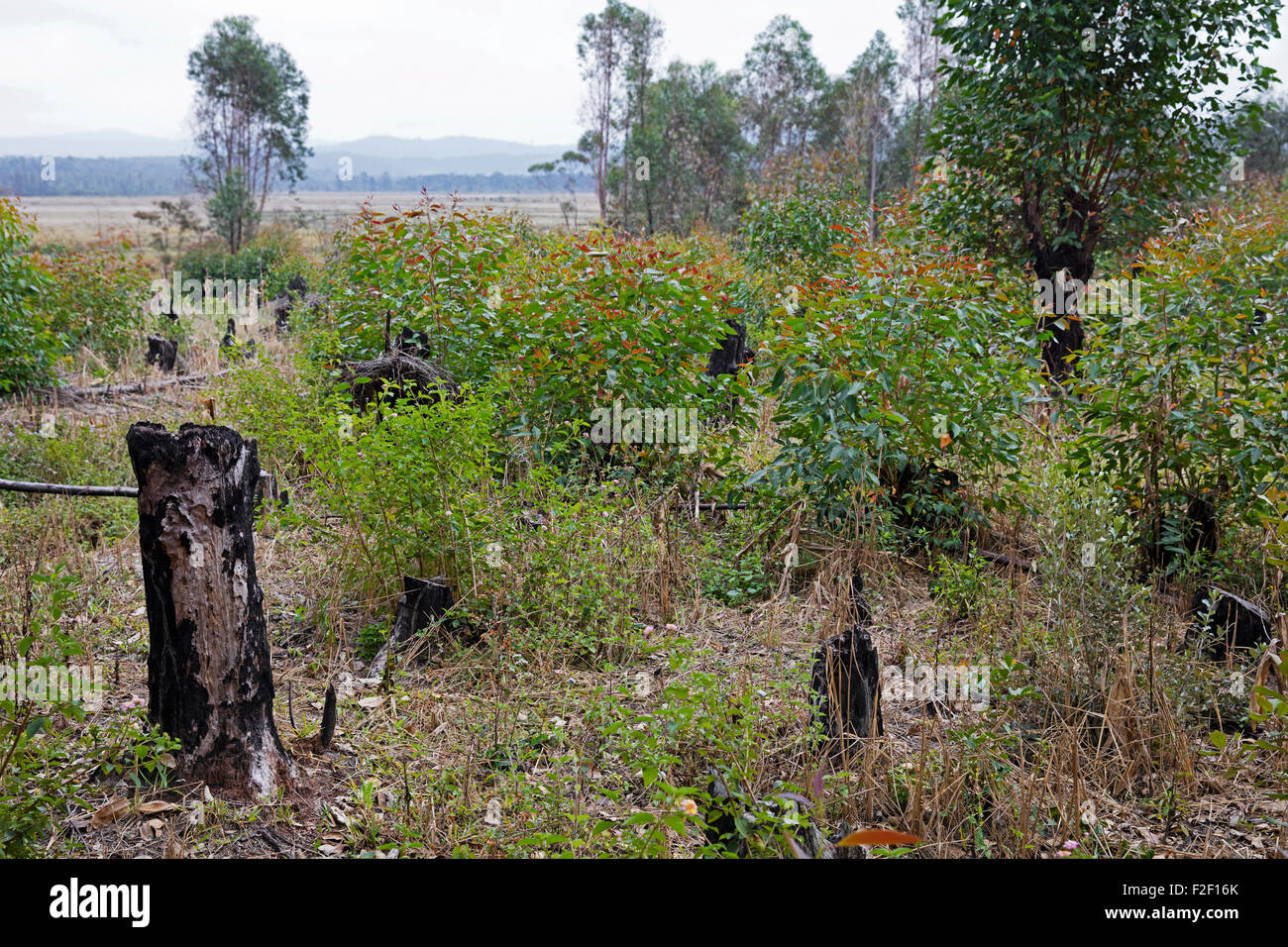 Verkohlte Baumstümpfe aus Schrägstrich-und-brennen, Methode der clearing-des Landes von der Vegetation für die Landwirtschaft, Madagaskar Stockfoto