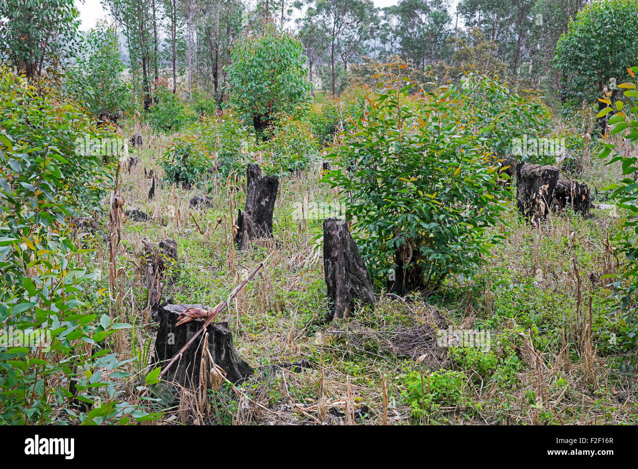 Verkohlte Baumstümpfe aus Schrägstrich-und-brennen, Methode der clearing-des Landes von der Vegetation für die Landwirtschaft, Madagaskar Stockfoto