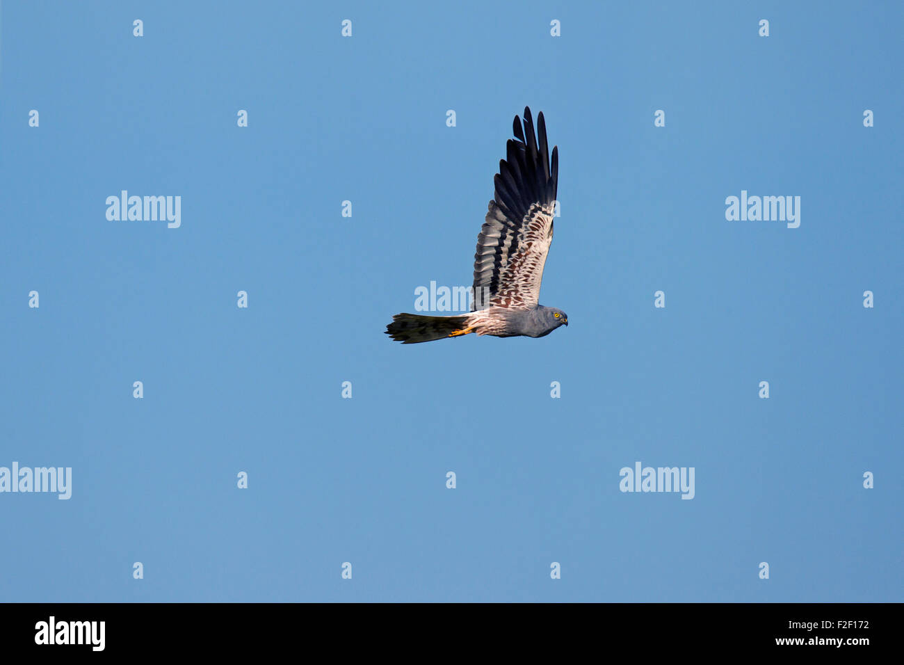 Wiesenweihen (Circus Pygargus), Männchen im Flug gegen blauen Himmel Stockfoto