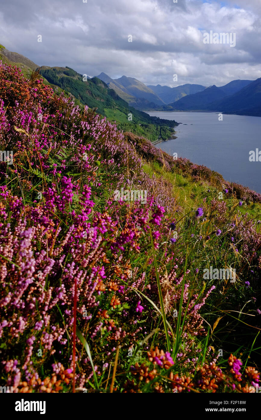 Auf der Suche nach Osten entlang Loch Duich in Richtung der fünf Schwestern von Kintail in den westlichen Highlands von Schottland. Lila Heidekraut im Vordergrund Stockfoto