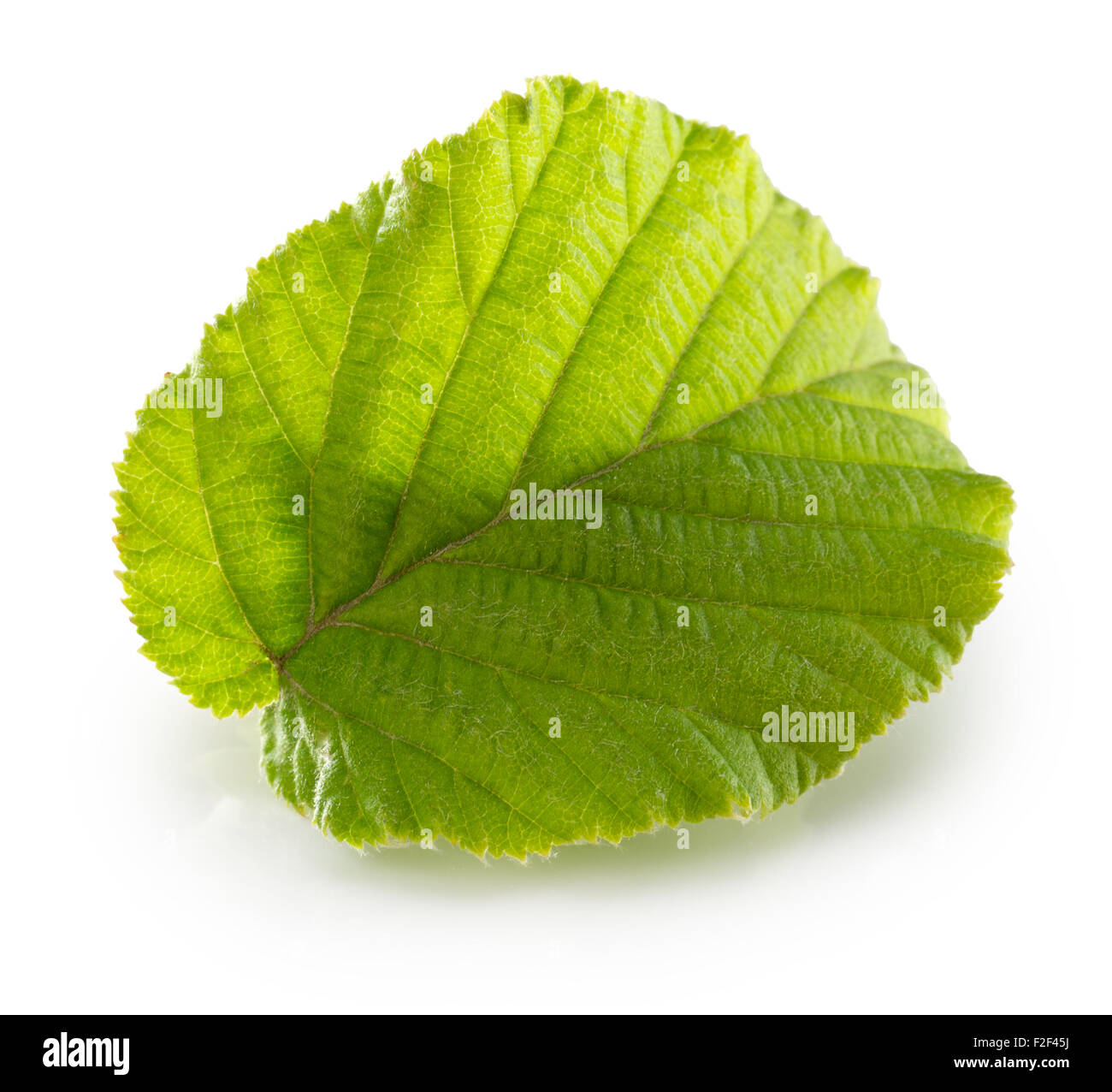 Haselnuss-Blatt auf dem weißen Hintergrund isoliert. Stockfoto