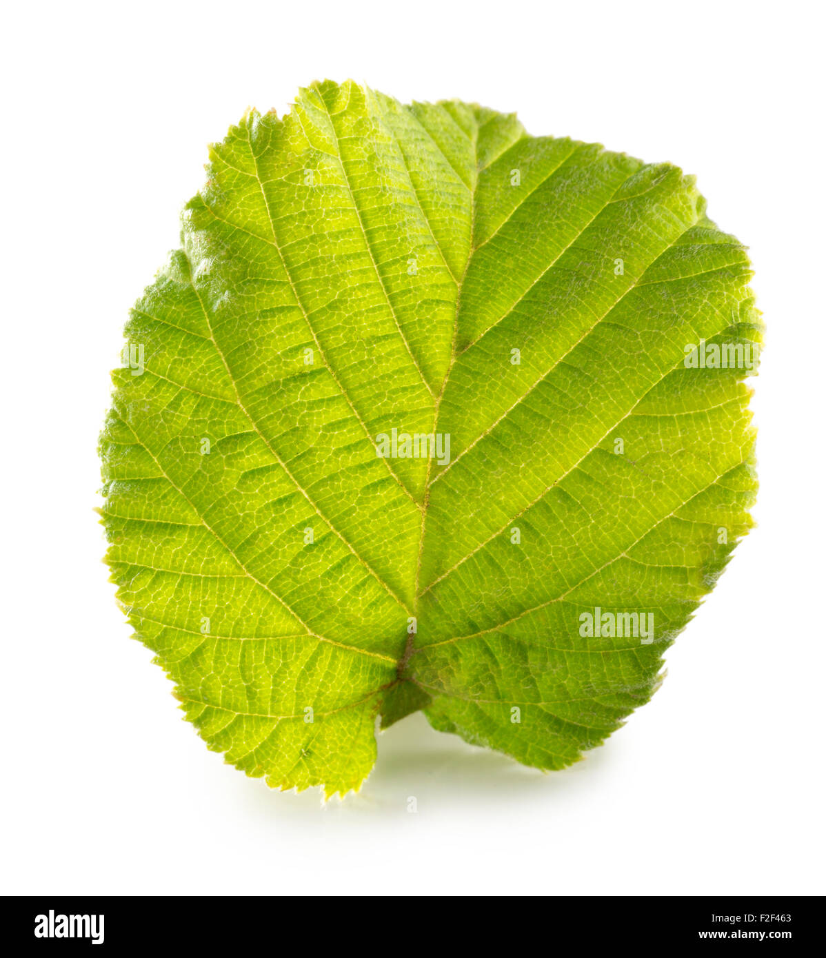 Haselnuss-Blatt auf dem weißen Hintergrund isoliert. Stockfoto