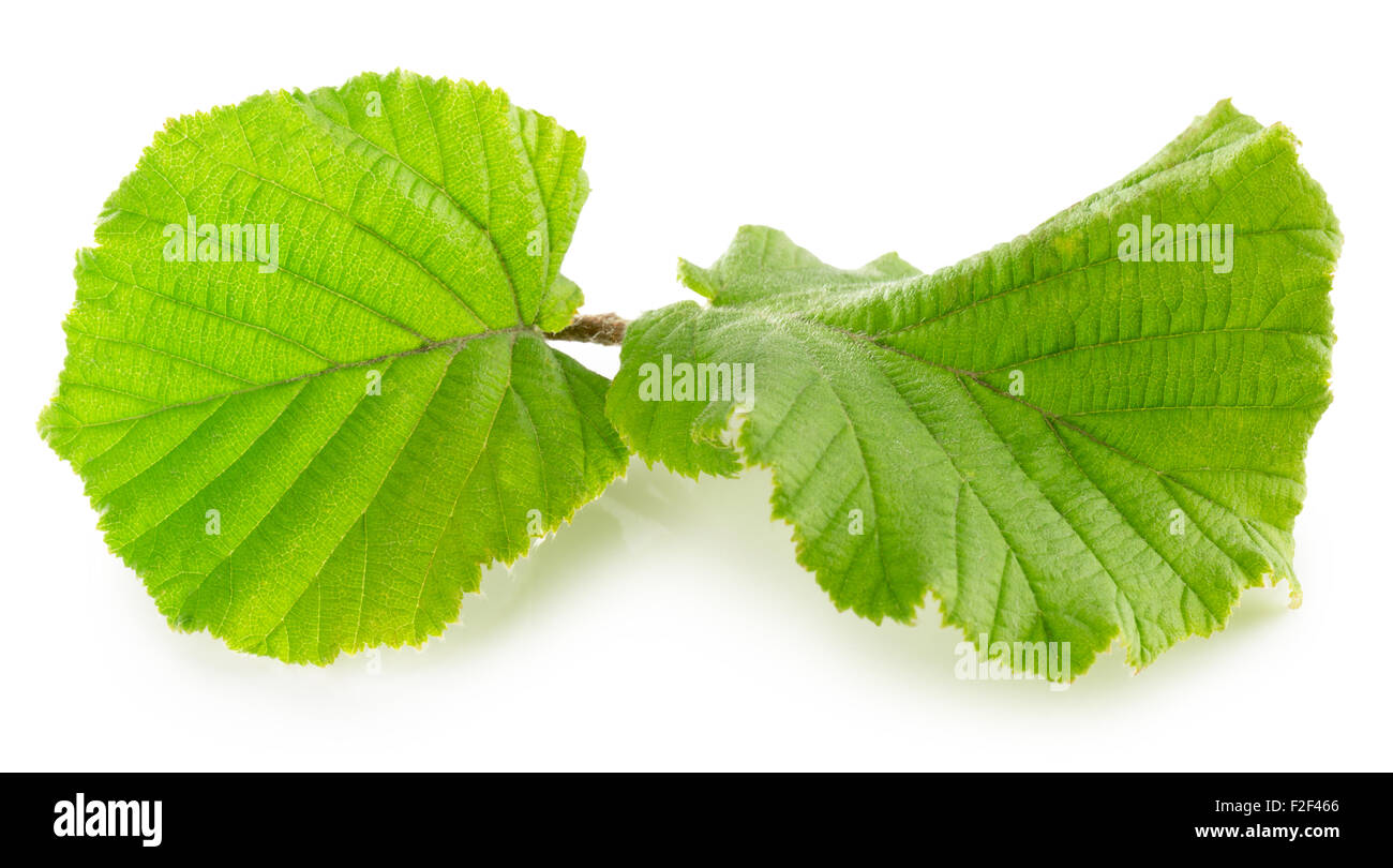 Haselnuss-Blatt auf dem weißen Hintergrund isoliert. Stockfoto
