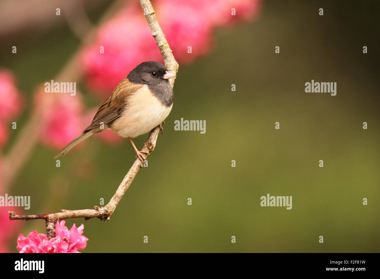 Ein Junco thront in einem Pfirsichbaum. Stockfoto