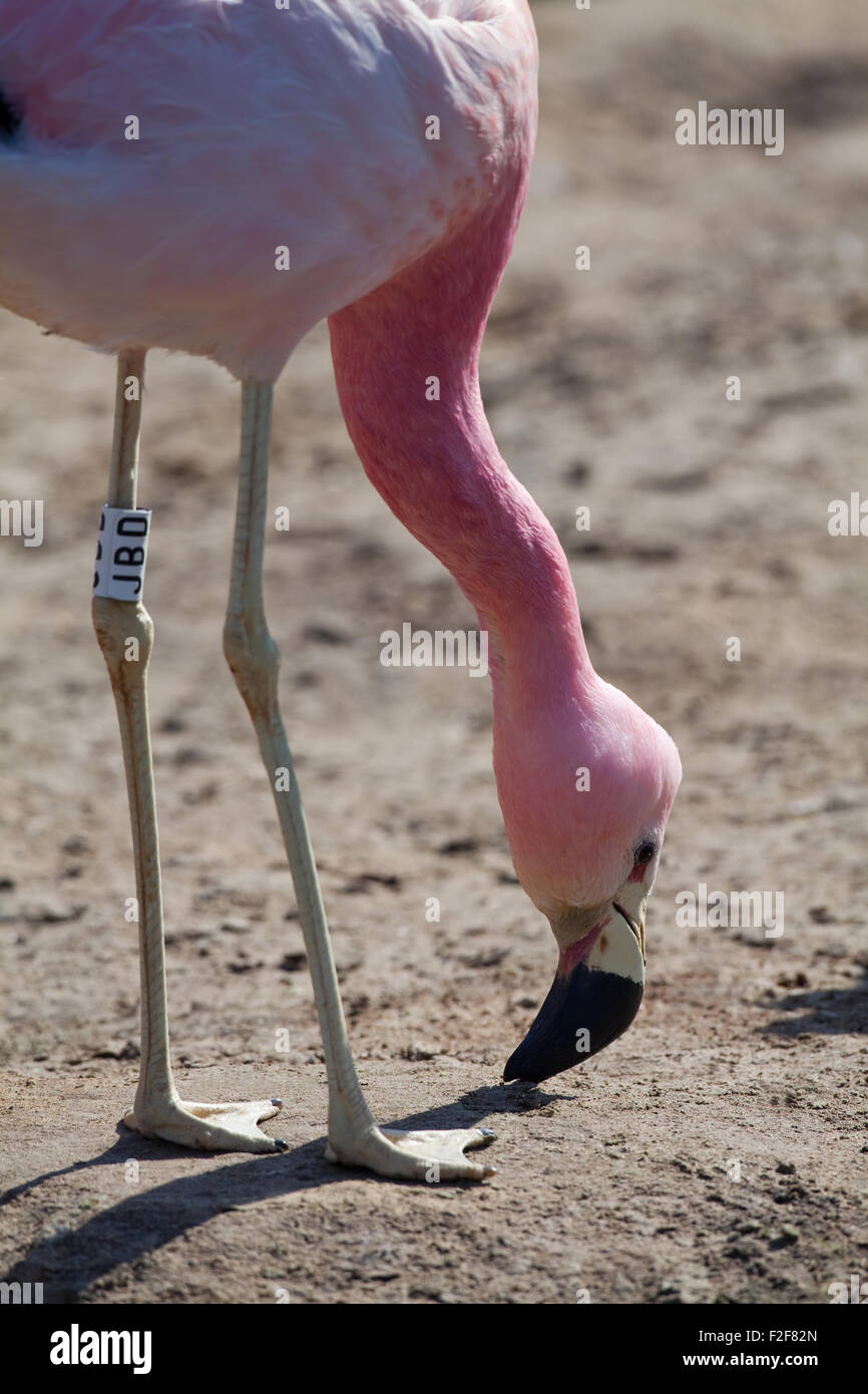 Anden Flamingo (Phoenicoparrus Andinus).  Stehend auf einem früheren Nest Hügel, derzeit erodierten und trocken. Stockfoto