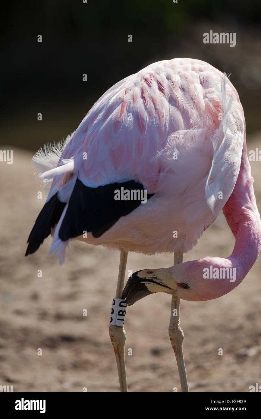 Flaming Anden (Phoenicoparrus Andinus). Kopf und Rechnung bis zu Kunststoff Identifikation Bein Ring oder Band. Stockfoto
