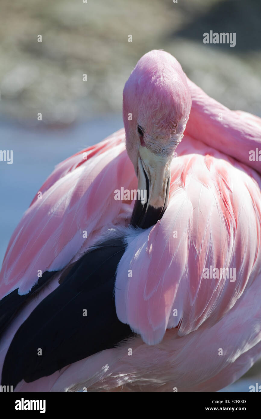 Anden Flamingo (Phoenicoparrus Andinus).  Putzen. Stockfoto