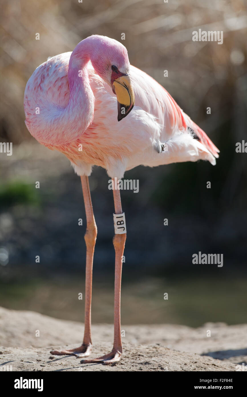 James, oder Puna Flamingo (Phoenicoparrus Jamesi). Stockfoto