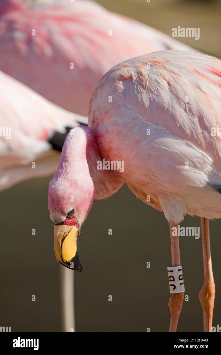 James, oder Puna Flamingo (Phoenicoparrus Jamesi). Nahaufnahme des Kopfes zeigt markante rote Haut Gesichtsbereich und hellen yello Stockfoto