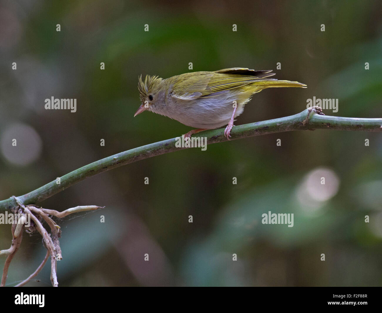Ein White-bellied Yuhina thront auf einem Bambus-Zweig im Phukhieu Wildlife Sanctuary in der Chiayaphum Provinz, in Nord-Ost-Thailand Stockfoto