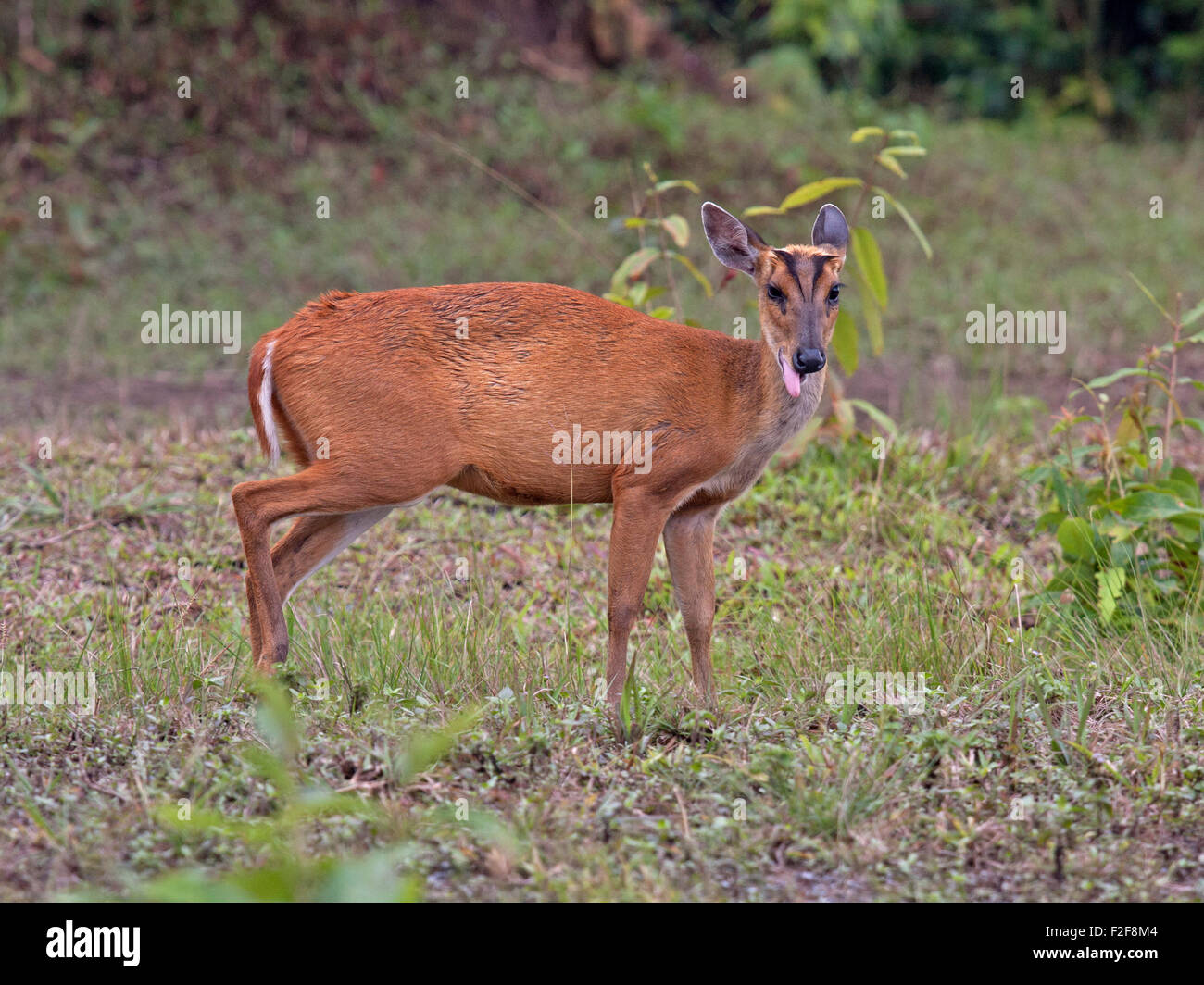 Eine weibliche Barking Deer oder gemeinsame Muntjak in eine Rasenfläche von Khao-Yai-Nationalpark in Nakon Nayok Provinz in Zentral-Thailand Stockfoto