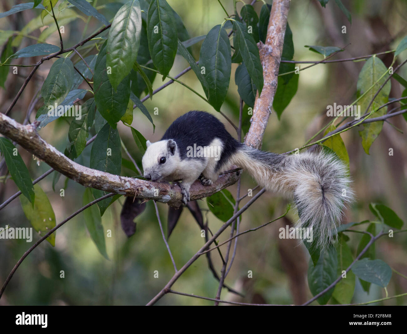 Eine Variable oder Finlayson die Eichhörnchen auf einem Ast im Wald in Nam Nao NP Provinz Petchabun in Nord-Ost-Thailand Stockfoto