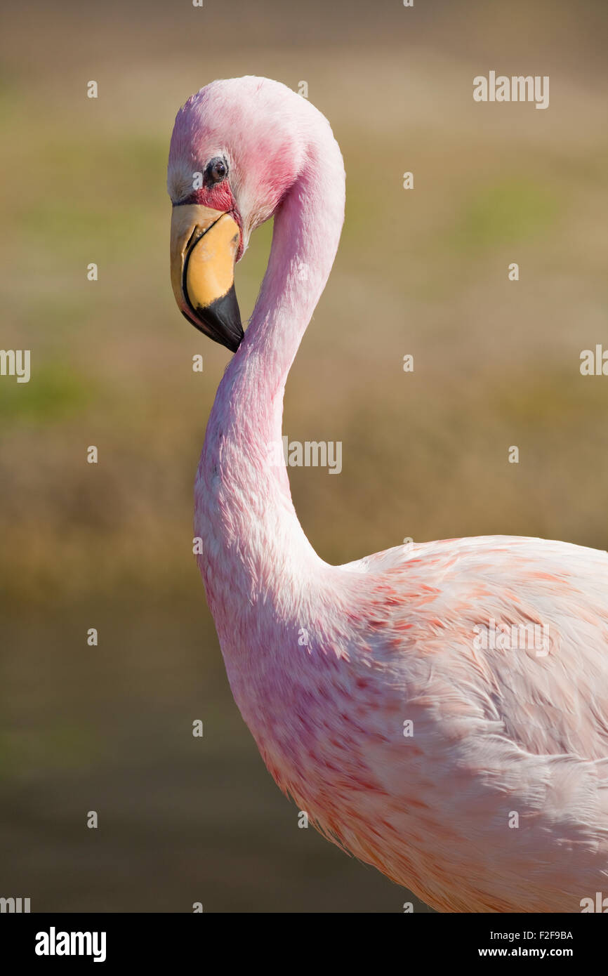 James, oder Puna Flamingo (Phoenicoparrus Jamesi). Nahaufnahme des Kopfes zeigt, wie Bill verwendet wird, um die oberen Halsbereich zu pflegen. Stockfoto