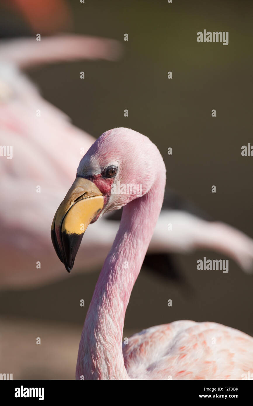 James, oder Puna Flamingo (Phoenicoparrus Jamesi). Fütterung aus seichtem Wasser. Kopf zeigt Bill, rote Haut Gesichtsbereich hautnah. Stockfoto
