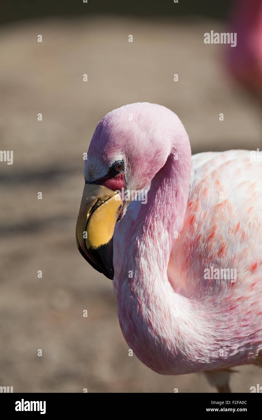 Jame Flamingo (Phoenicoparrus Jamesi). Porträt. Zeigt Arten unverwechselbaren roten Dreieck der Gesichtshaut, leuchtend gelben Schnabel. Stockfoto