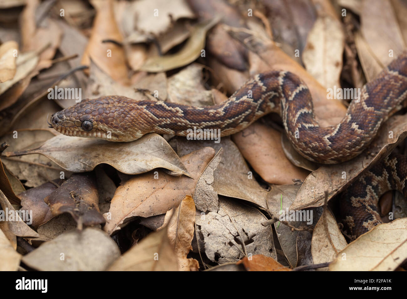 Kubanische Boa (Epicrates Angulifer). Endemisch in Kuba. Größte wachsende Arten von Schlangen in Westindien. Potenziell gefährdet. Stockfoto