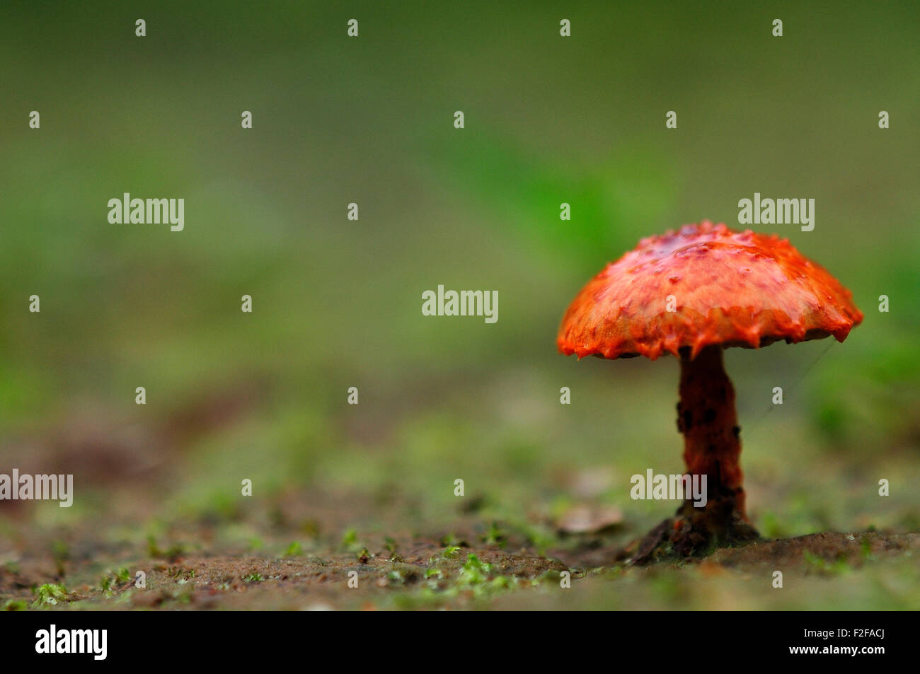 Orange mushroom Stockfoto