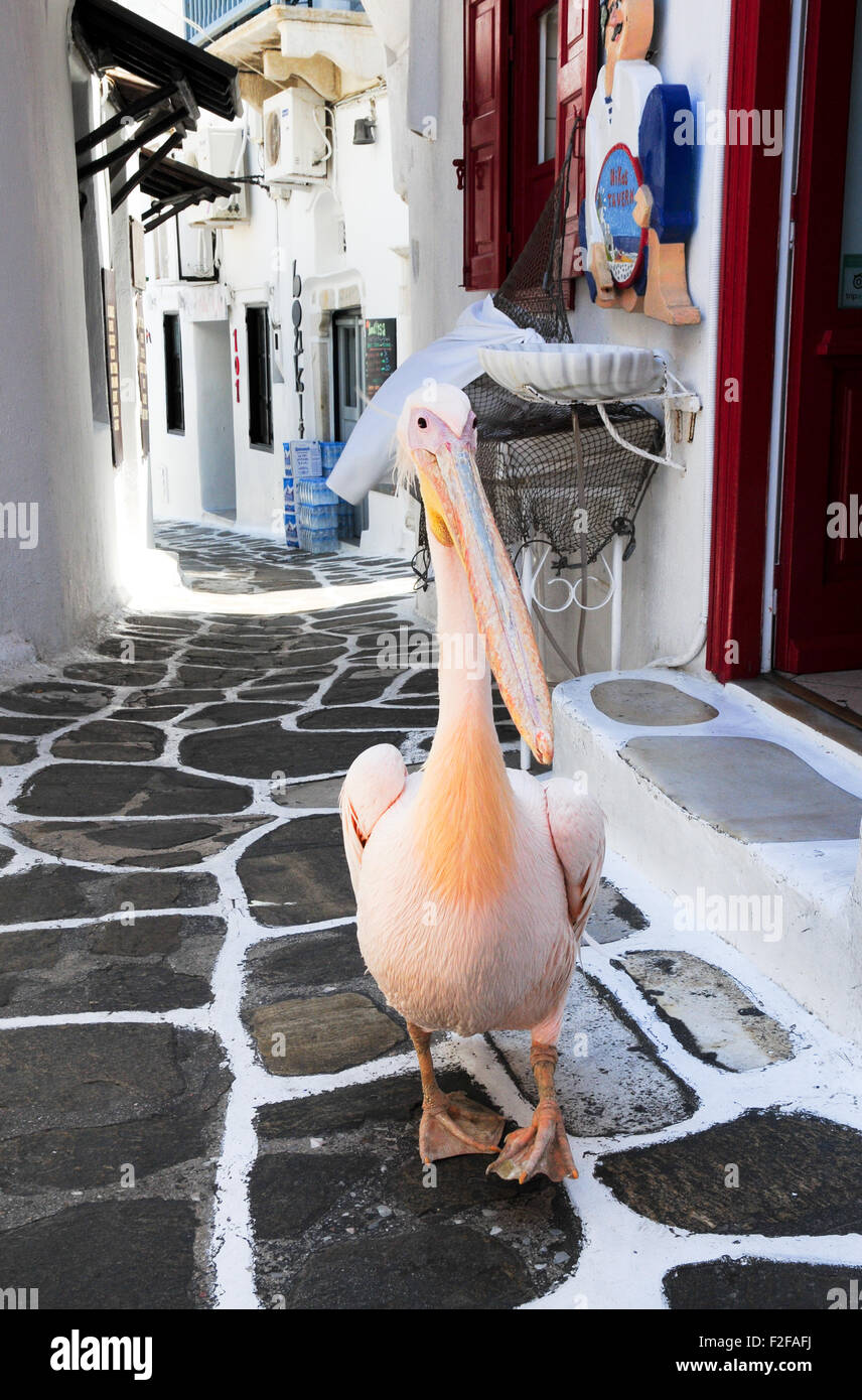 Petros der Pelikan, Maskottchen von Mykonos, Spaziergänge Stadtzentrum Stockfoto