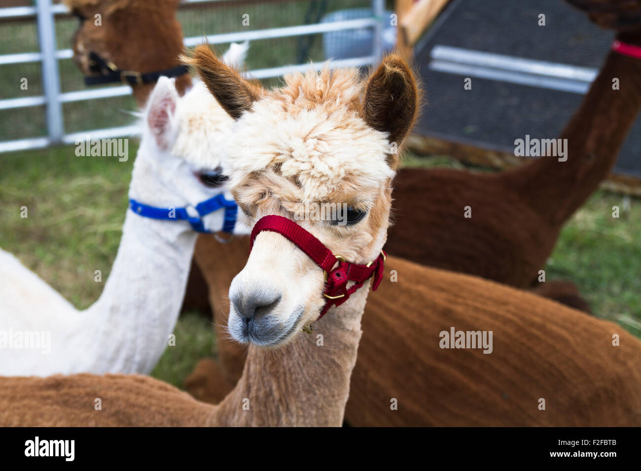 Alpakas auf dem Display an der 2015 Haddington Agricultural Show Stockfoto