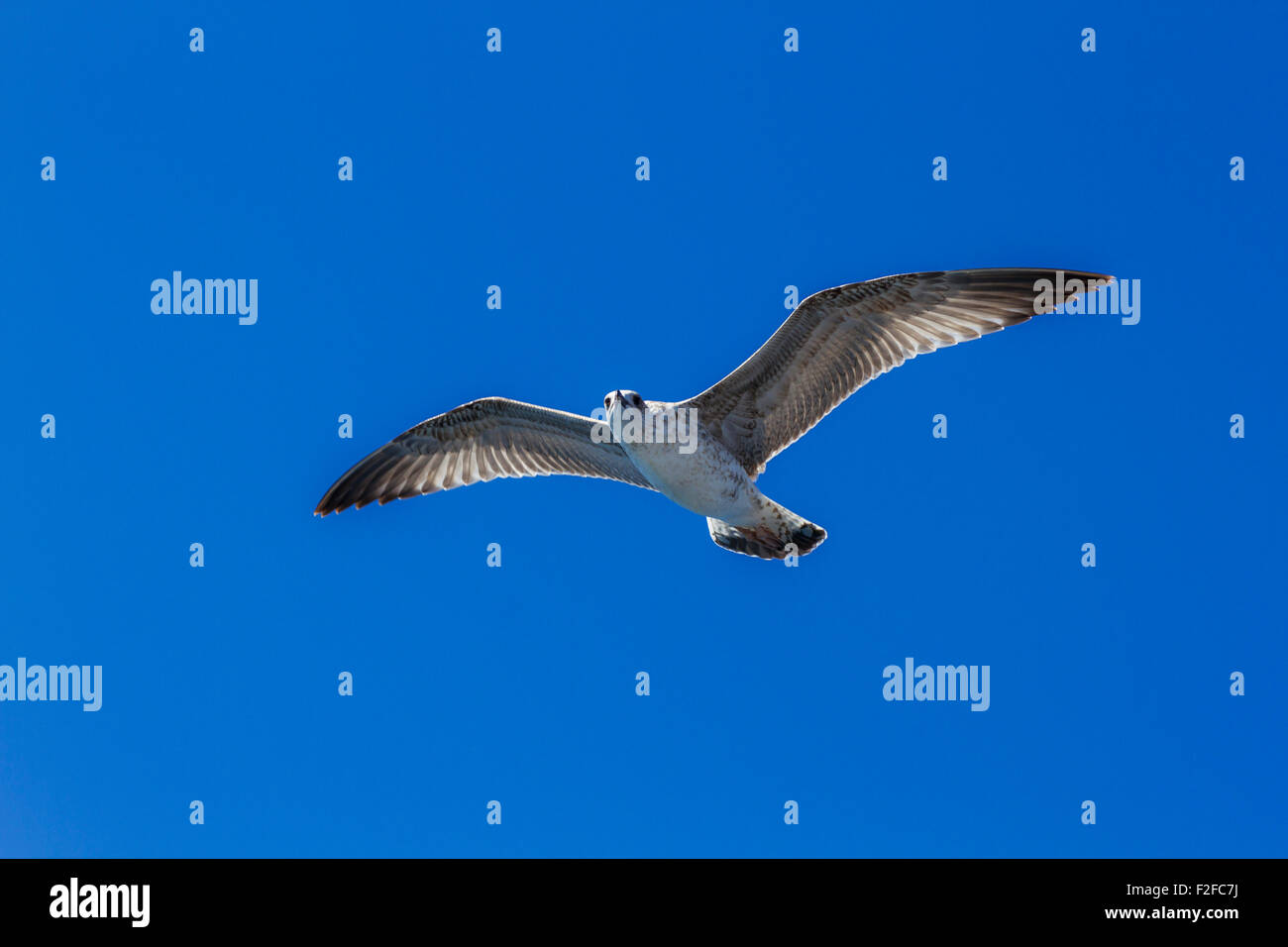 Möwe fliegt hoch. Stockfoto
