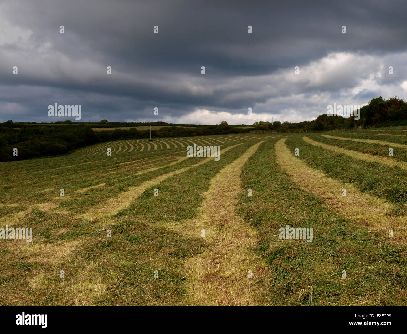 Gewitterwolken über Felder Teile des gemähten Grases für Silage, Devon, UK Stockfoto