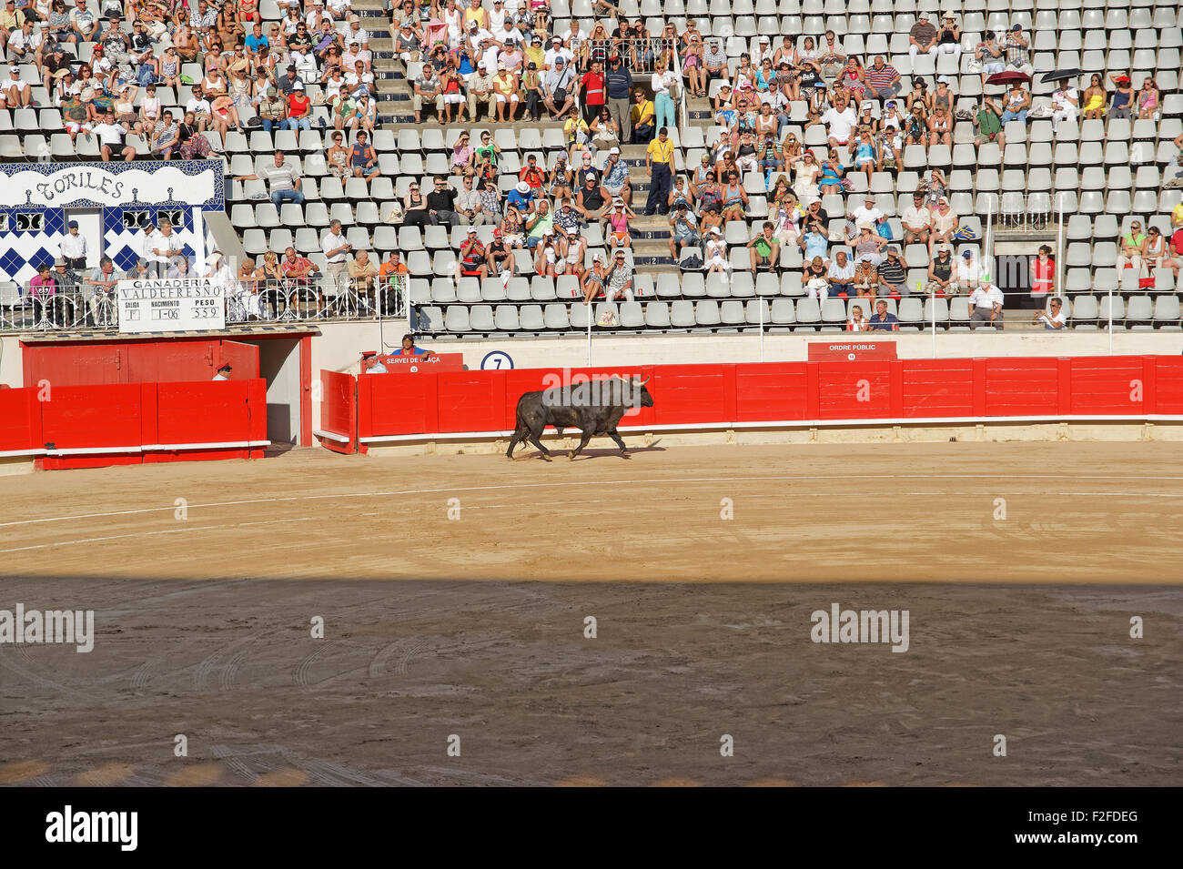 BARCELONA, Spanien - 1. August 2010: Ein Stier in der Arena La Monumental, mit der Matador (Stierkämpfer) in eine eiterung zu kämpfen Stockfoto