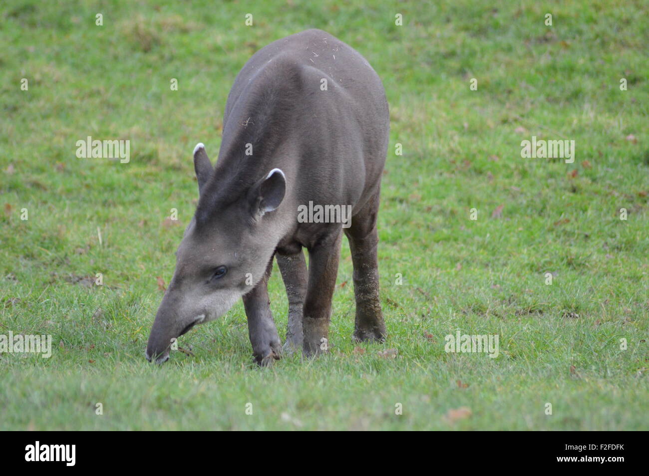 Tapir Stockfoto