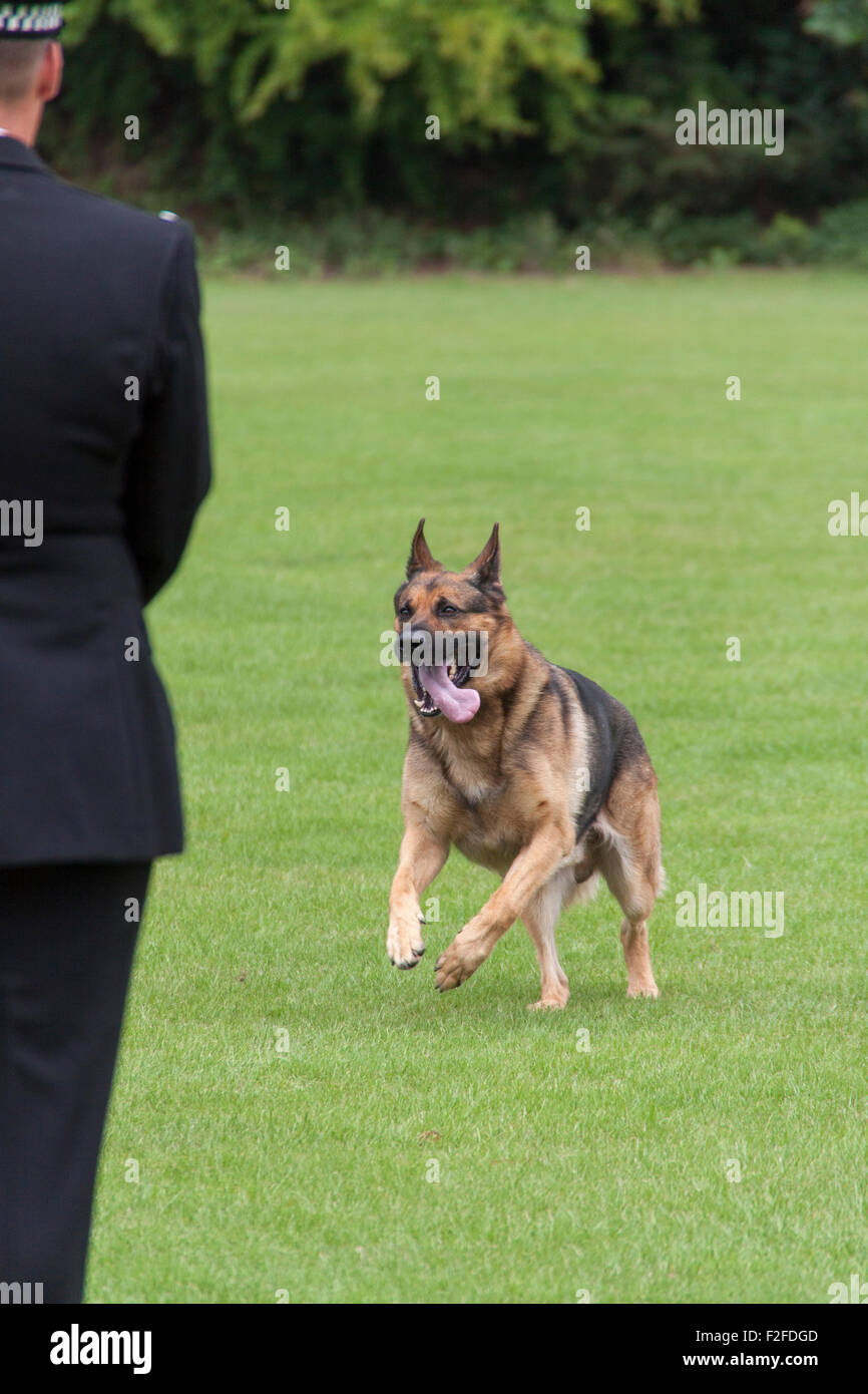 Polizeihund Studien in England. Ein Deutscher Schäferhund kehrt zu seinem Polizeihund HF. Stockfoto