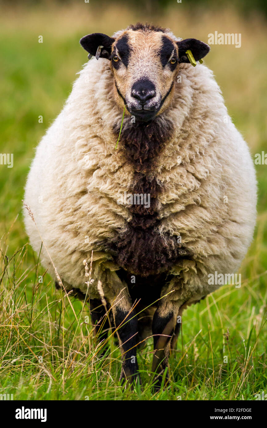 Dachs Gesicht Waliser Bergschafe Blick in die Kamera, UK Stockfoto
