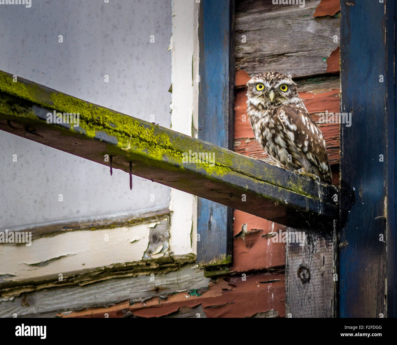 Ein Steinkauz (Athene noctua) mit Hilfe einer alten Sommer Haus Balkon als barsch. Stockfoto